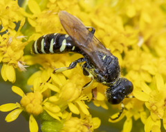 Ectemnius ruficornis