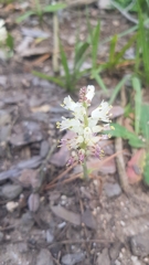 Lachenalia pallida