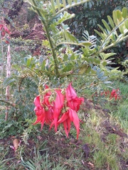Clianthus puniceus