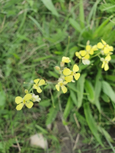 Indian hedgemustard (Sisymbrium orientale)