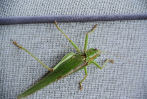 Great Green Bush-cricket