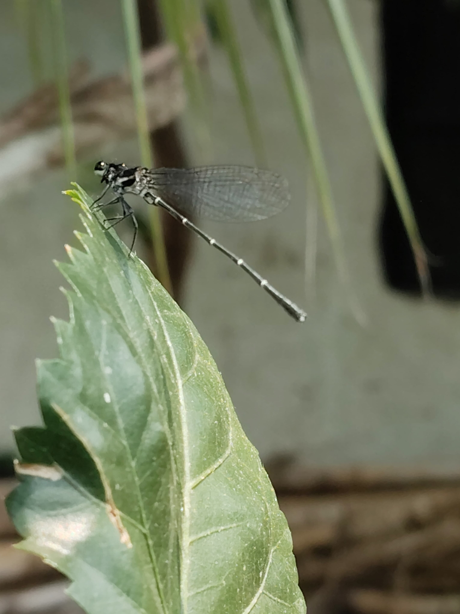Black Shorttail