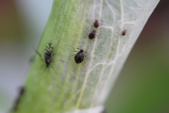 Neotoxoptera formosana
