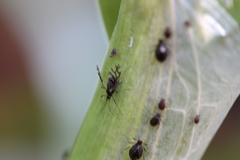 Neotoxoptera formosana