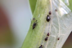 Neotoxoptera formosana