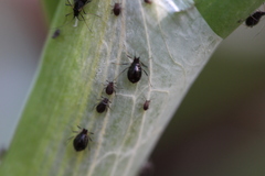 Neotoxoptera formosana