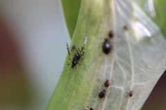 Neotoxoptera formosana