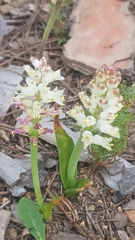 Lachenalia pallida