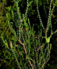 Macrostylis crassifolia