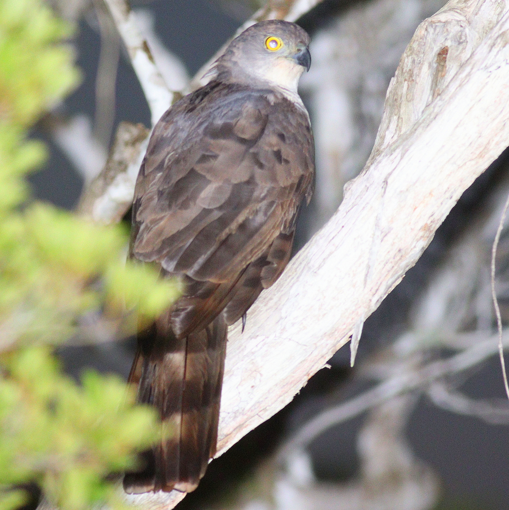 African Goshawk illustration