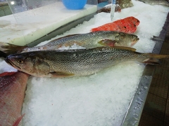 Cynoscion regalis