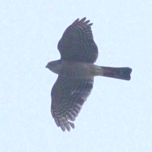 Little Sparrowhawk illustration