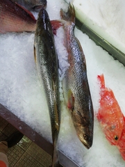 Cynoscion regalis