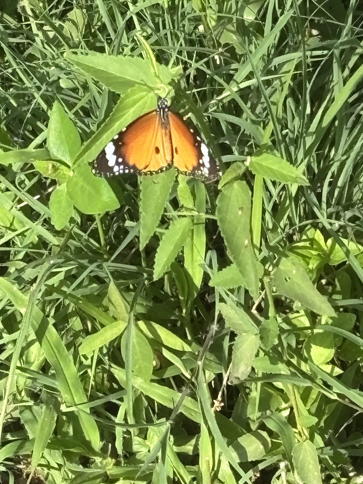 Plain Tiger