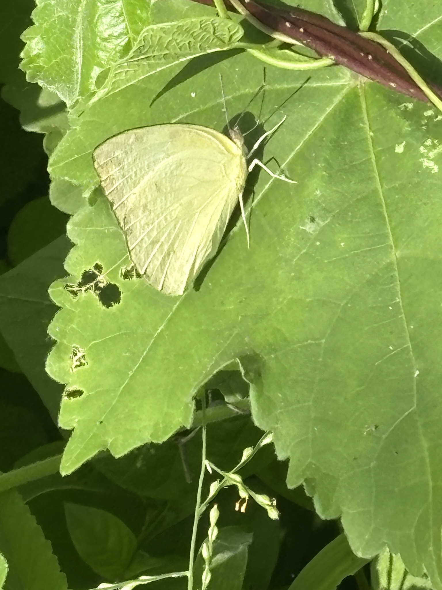Lemon Emigrant