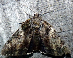Catocala lacrymosa