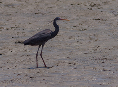 Egretta gularis