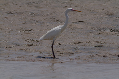 Egretta gularis