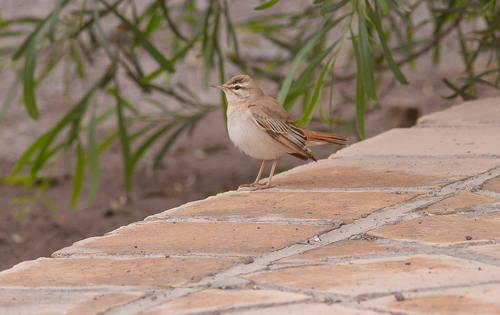Rufous-tailed Scrub-Robin