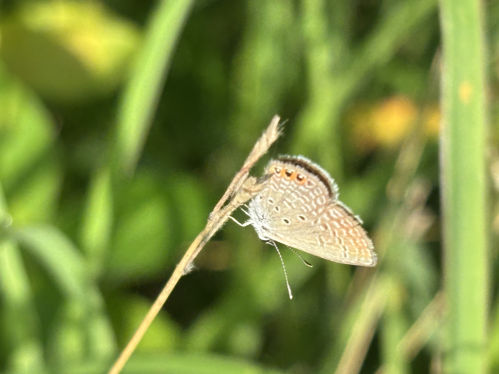 Orange-Spotted Grass Jewel