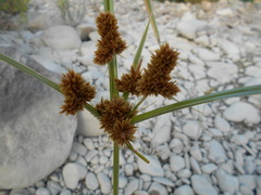 Cyperus glomeratus