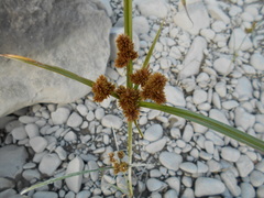Cyperus glomeratus