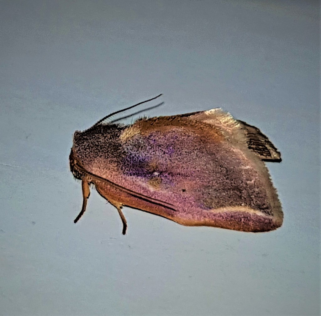 Maschane tortricina