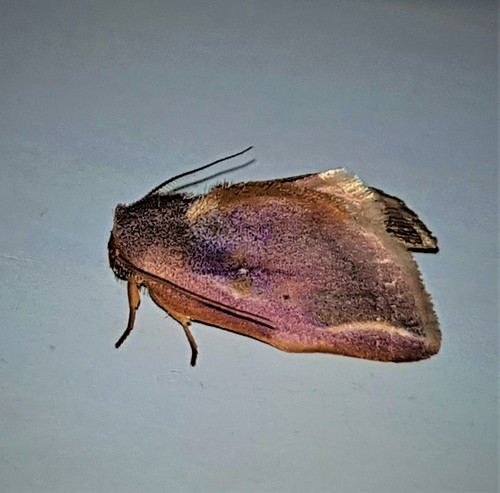 Maschane tortricina