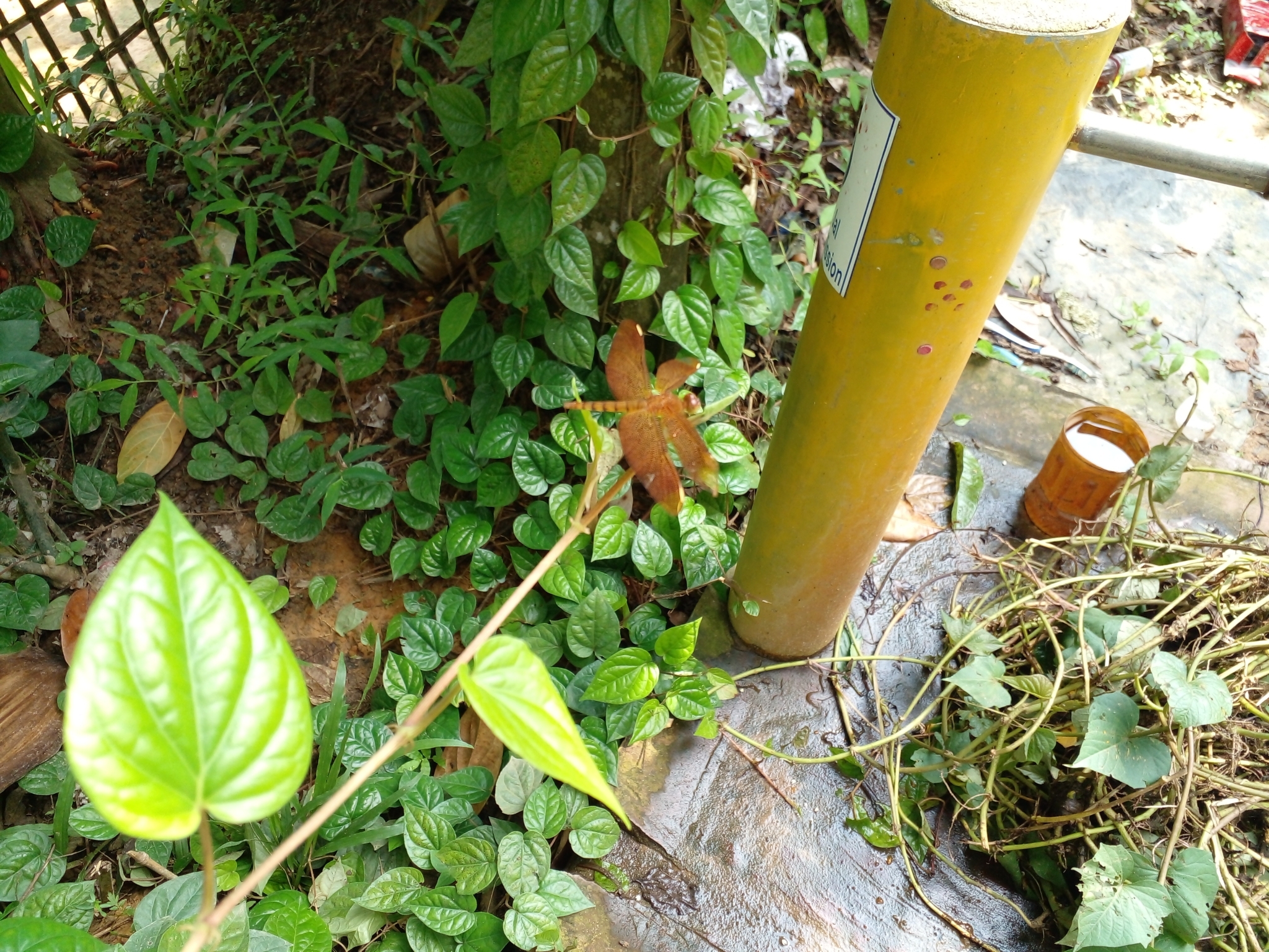 Fulvous Forest Skimmer