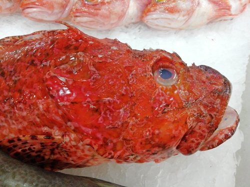 Bigscale scorpionfish (Scorpaena scrofa) — Scorpaenidae