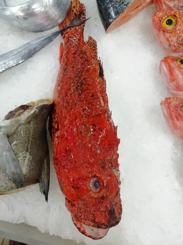 Photo of Red scorpionfish (Scorpaena scrofa)
