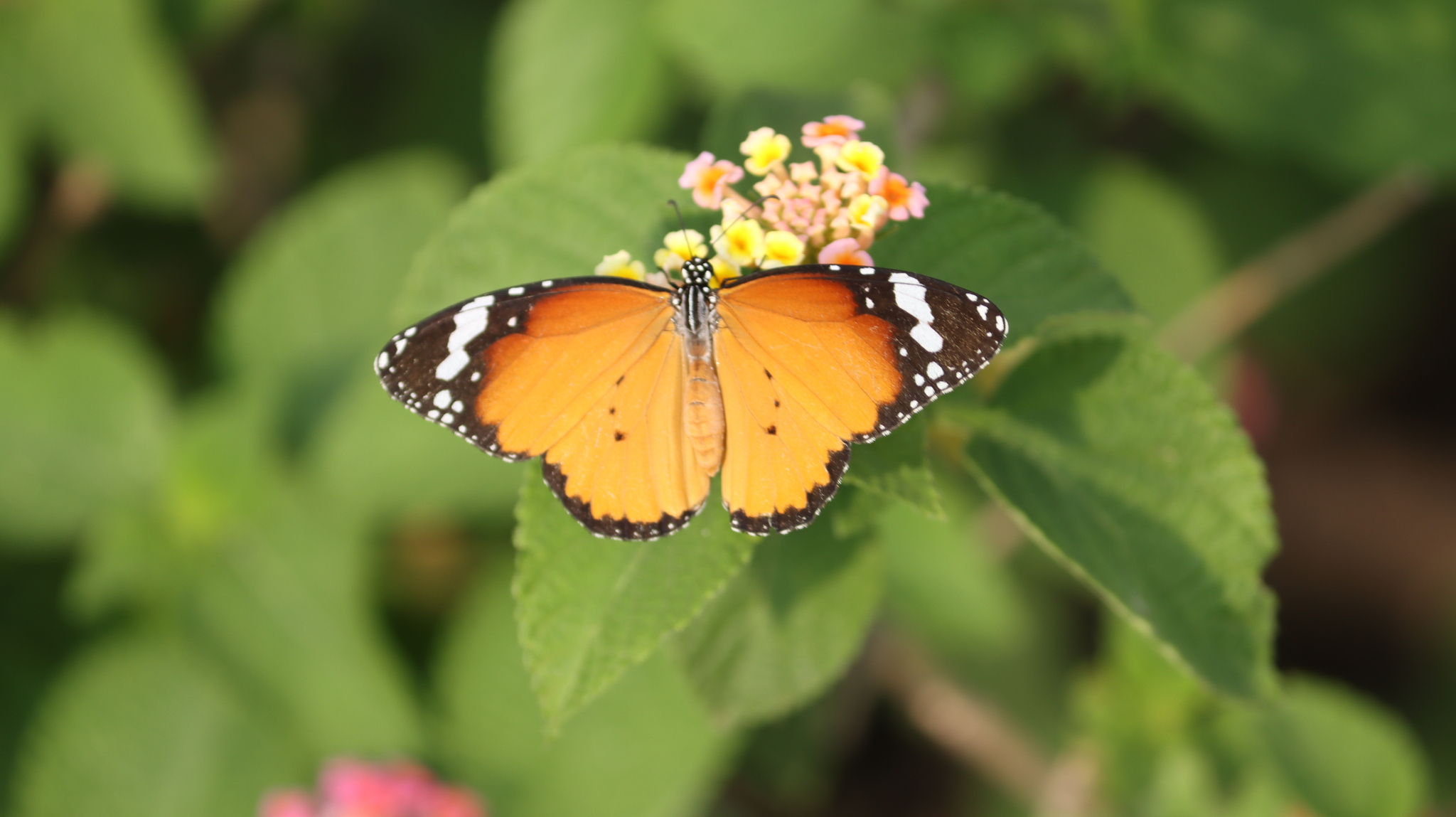 Plain Tiger