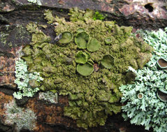 Melanohalea exasperata