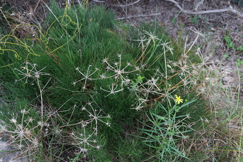 Erect Firecarrot (Nanobubon strictum)