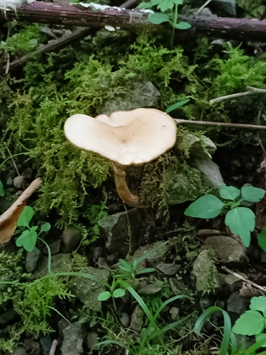 Clitocybe fragrans
