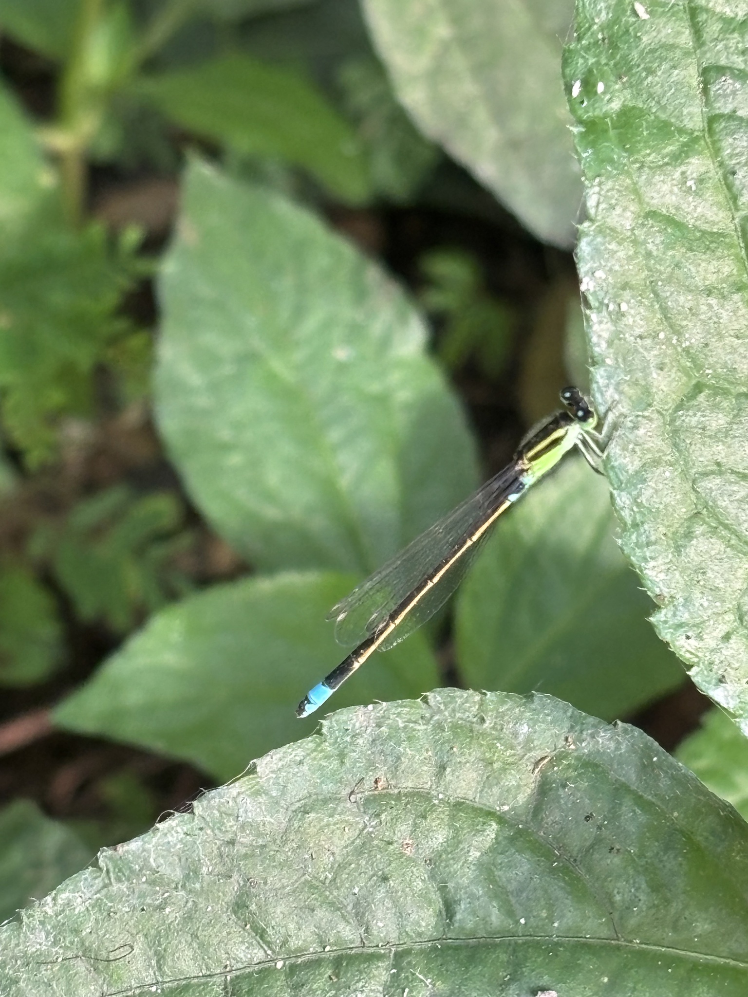 Tropical Bluetail