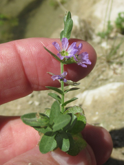 Lythrum ovalifolium