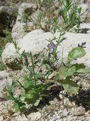 Lythrum ovalifolium