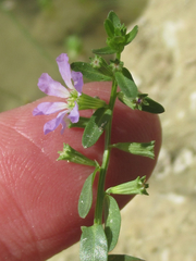 Lythrum ovalifolium