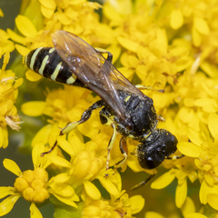 Ectemnius ruficornis