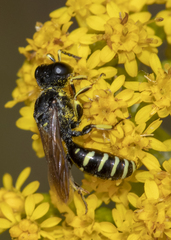 Ectemnius ruficornis