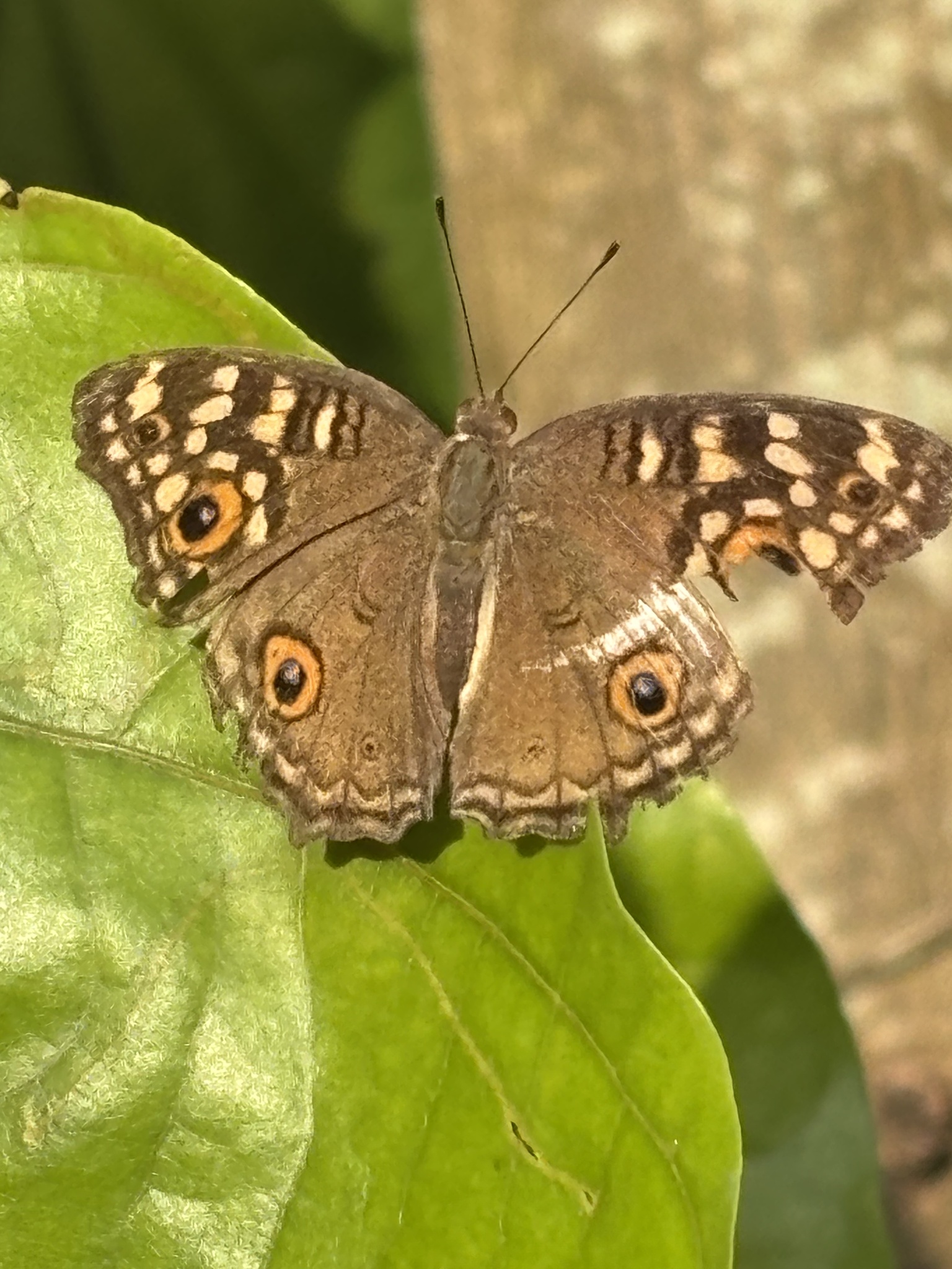 Lemon Pansy