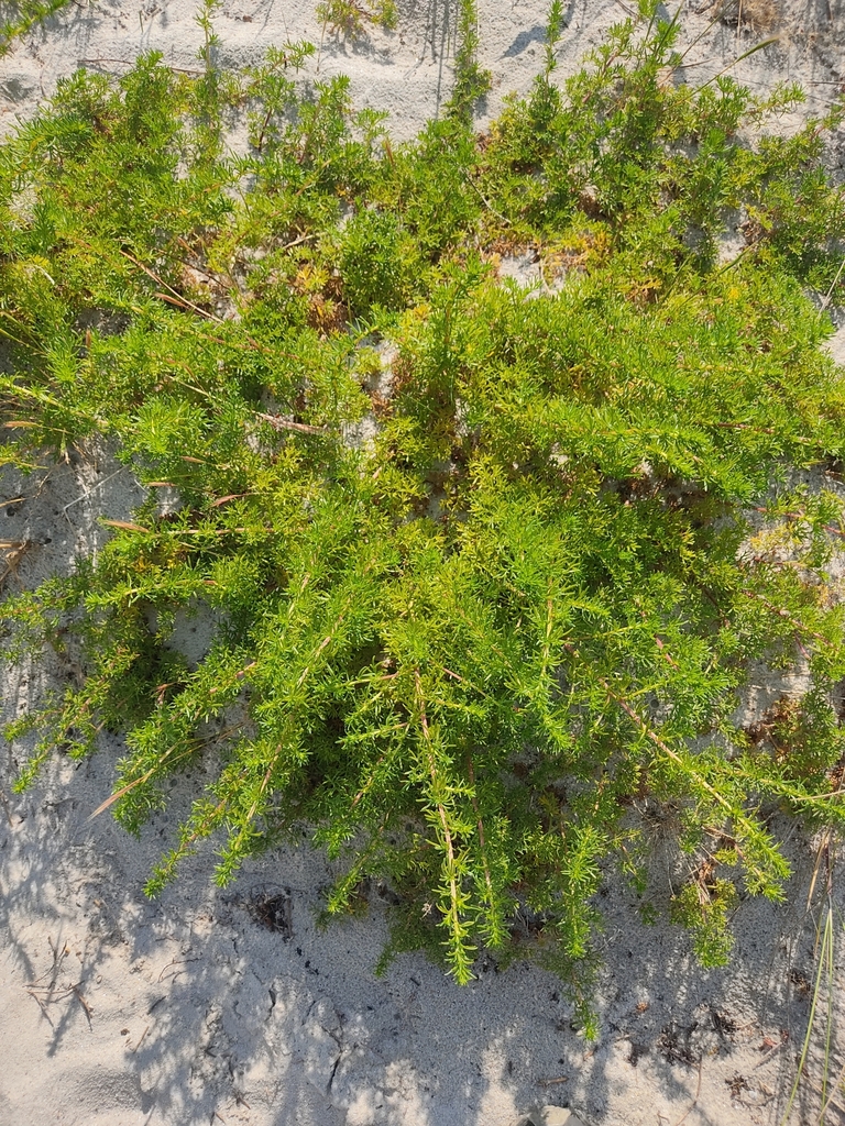 Thymus