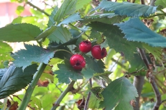 Crataegus coccinea