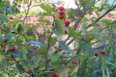 Crataegus coccinea