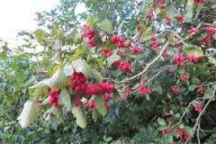 Crataegus coccinea