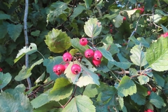 Crataegus coccinea