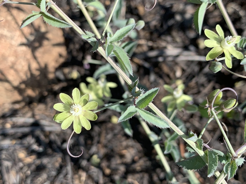 Threelobe Miniature Granadilla