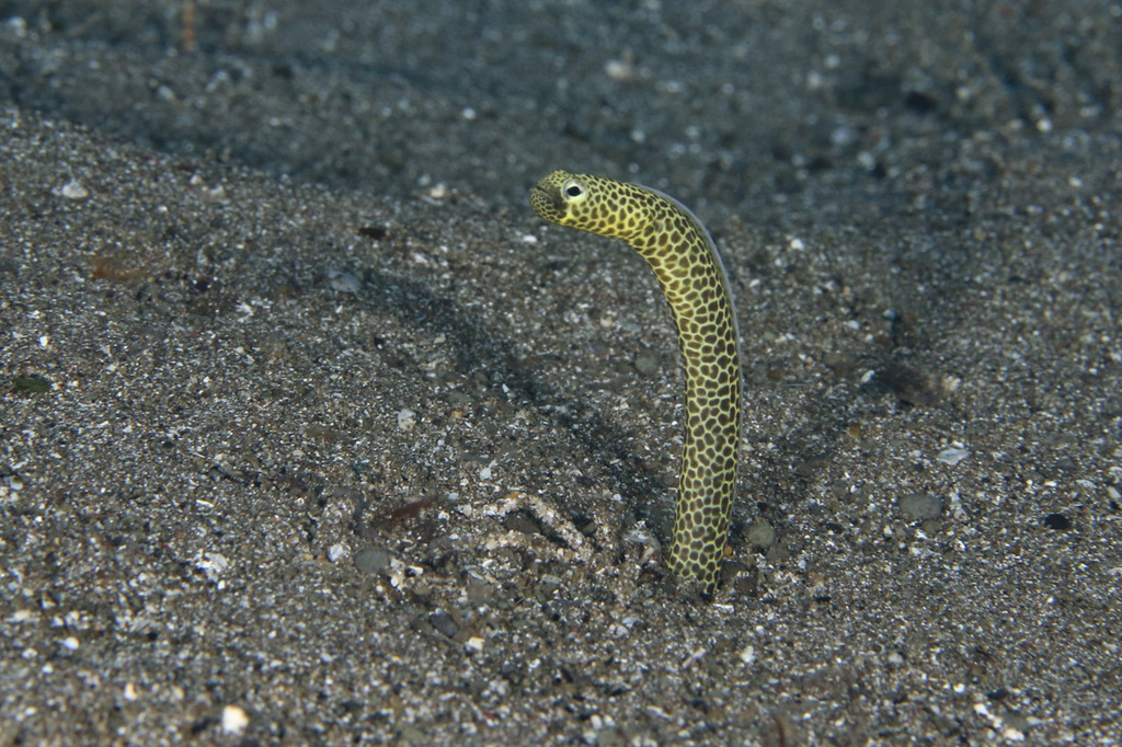 Taylor's garden eel (Heteroconger taylori) — Congridae