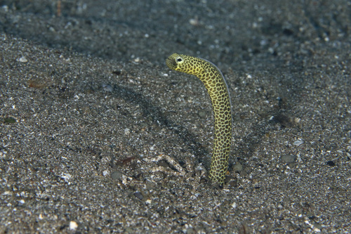 Taylor's garden eel (Heteroconger taylori) — Congridae